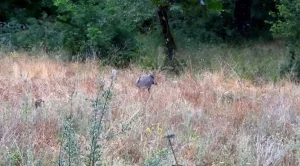 Αγριογούρουνα δίπλα σε σπίτια στη Δροσιά Ιωαννίνων – Προειδοποίηση κατοίκων (βίντεο)