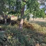 Μέχρι τις 15 Ιουνίου οι δηλώσεις για τα ακαθάριστα οικόπεδα (βίντεο)