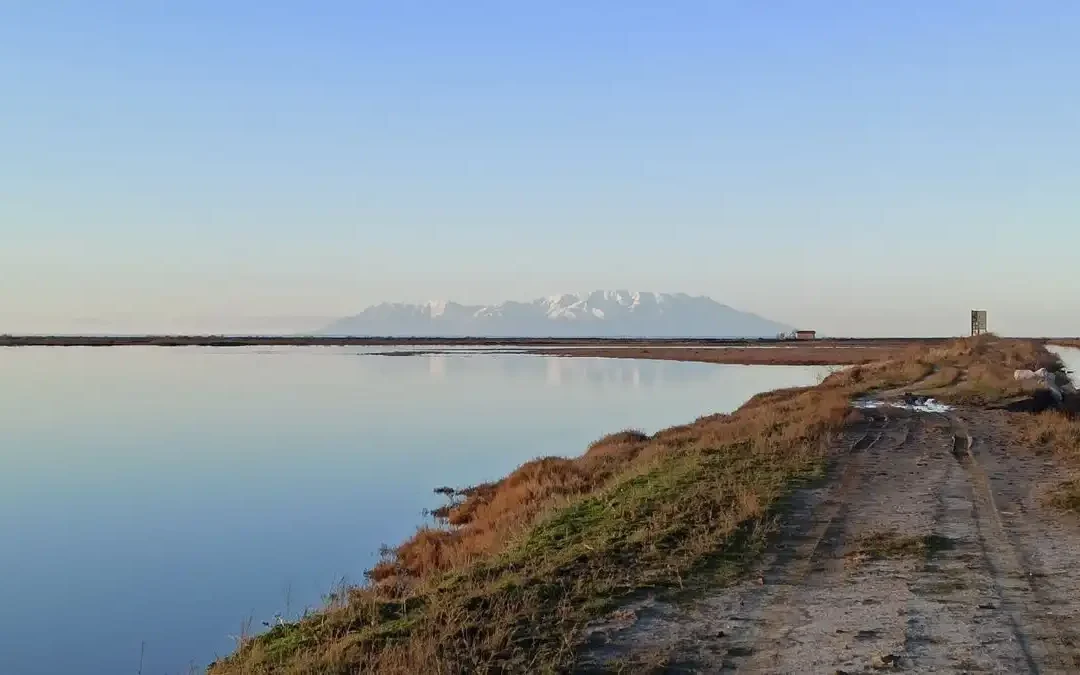 Ολοκληρώθηκε η πρώτη φάση των μεσοχειμωνιάτικων καταμετρήσεις υδρόβιων πουλιών