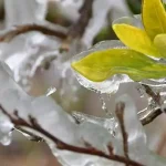 Πενήντα εκατομμύρια αποζημιώσεις για ζημιές απο τον παγετό του 2025