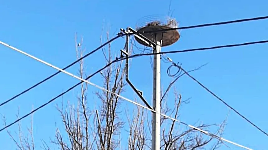 Δήμος Ζηρού: Μετακινήθηκε επικίνδυνη πελαργοφωλιά δίπλα σε μετασχηματιστή