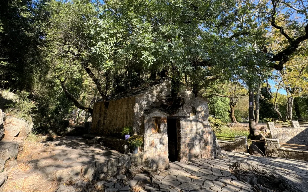 Η εκκλησία με τα δέντρα στη στέγη: Το πιο σπάνιο Θρησκευτικό Θαύμα (βίντεο)