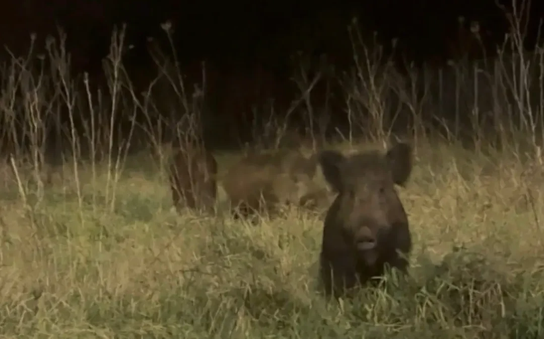 Πεδινή Ιωαννίνων: Προειδοποίηση της Δημοτικής Κοινότητας για εμφάνιση αγριογούρουνων κοντά στο γήπεδο (βίντεο)