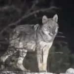 Κόνιτσα: Λύκοι μπήκαν σε αυλή σπιτιού στην Πηγή και κατασπάραξαν δύο κυνηγόσκυλα