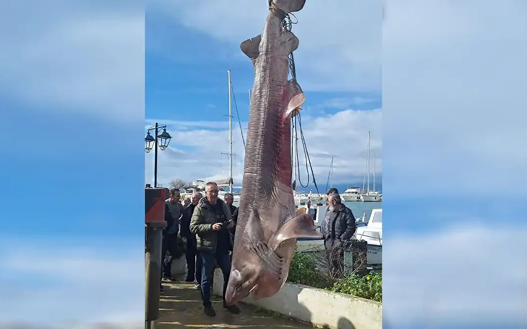 Πάλαιρος: Καρχαρίας–προσκυνητής 300 κιλών πιάστηκε στα δίχτυα ψαρά – Από τα μεγαλύτερα ψάρια στον κόσμο (βίντεο)