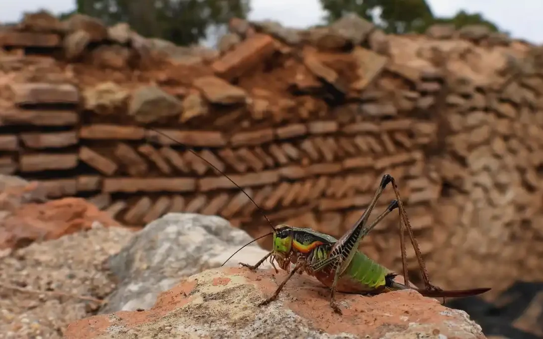 Εντυπωσιάζουν τα είδη πανίδας που ζουν στην Αρχαία Νικόπολη και παρουσιάζει ο ΟΦΥΠΕΚΑ