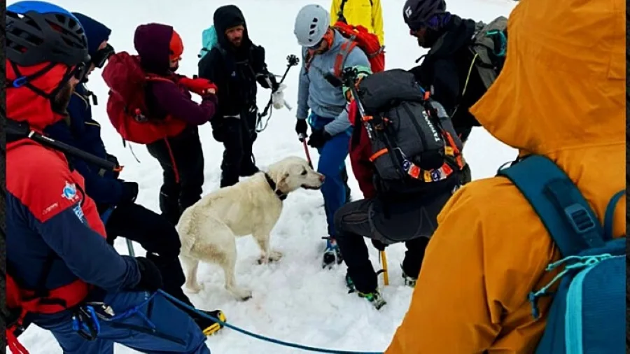 Σκύλος επέζησε 9 ημέρες στα 1.900 μέτρα στο Μέτσοβο – Ορειβάτες τον εντόπισαν και τον έσωσαν
