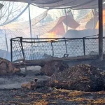 Άρτα: Στη Βουλή τα αιτήματα των χοιροτρόφων για τις αποζημιώσεις από τις πυρκαγιές του 2025