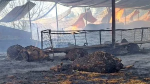 Άρτα: Στη Βουλή τα αιτήματα των χοιροτρόφων για τις αποζημιώσεις από τις πυρκαγιές του 2025