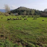 ΥΠΑΑΤ: Καταβολή αποζημιώσεων 3,6 εκατ. ευρώ σε 226 κτηνοτρόφους για την ευλογιά των αιγοπροβάτων