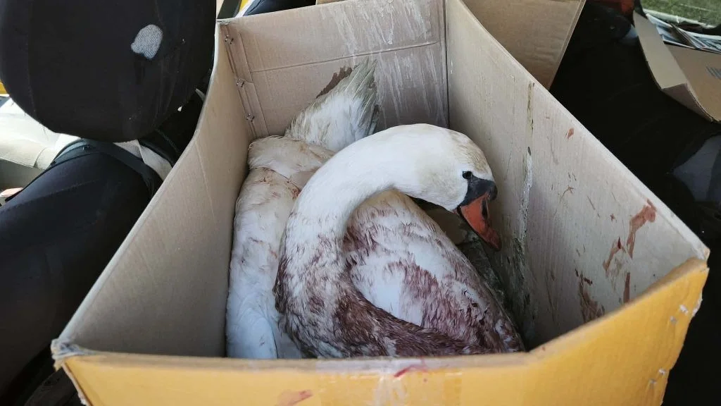 Αμβρακικός: Πυροβόλησαν κύκνο στην Κορωνησία – Διασώθηκε και μεταφέρεται για περίθαλψη