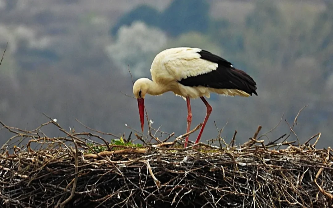 Φιλιππιάδα: Τα παιδιά υποδέχονται τους πελαργούς με τραγούδια και έκθεση ζωγραφικής