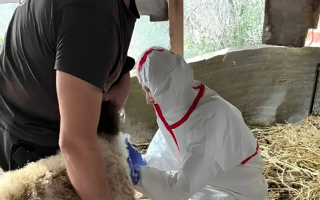 Σπυρόπουλος για ευλογιά αιγοπροβάτων στην Πρέβεζα: Ανησυχία και αιχμές για τα κενά στη διαχείριση της κρίσης