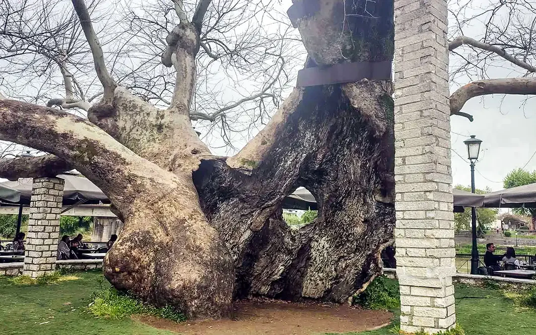 Άρτα: Δέκα ερωτήματα χωρίς απάντηση για τον πλάτανο της Γέφυρας