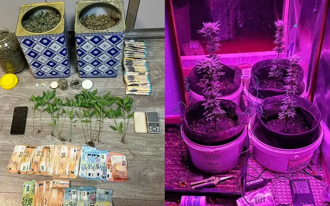 Έστησαν φυτείες μέσα και έξω από τα σπίτια τους – 4 συλλήψεις στα Ιωάννινα (βίντεο)