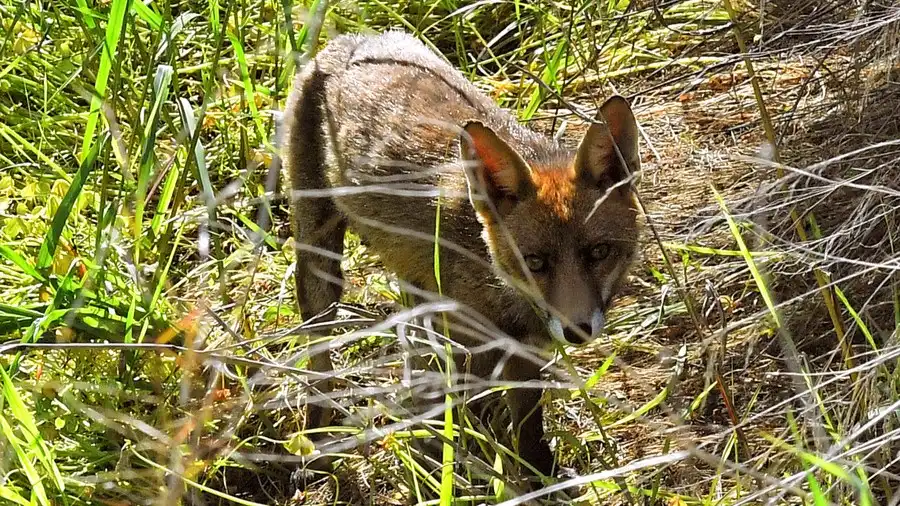 Ξεκινά η εαρινή εκστρατεία κατά της λύσσας: Από αέρος εμβολιασμοί και σε Ήπειρο