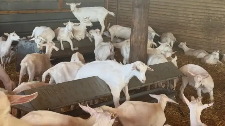 Αφθώδης Πυρετός: Να σταματήσουν οι σφαγές κοπαδιών και να ξεκινήσει ο εμβολιασμός, ζητούν οι κτηνοτρόφοι της Λέσβου