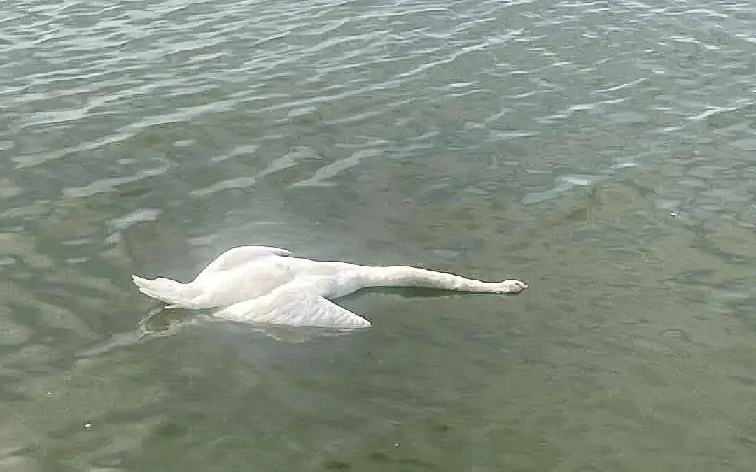 Νεκρός κύκνος εντοπίστηκε στη λίμνη Ιωαννίνων, κοντά στην «Κυρά Φροσύνη»