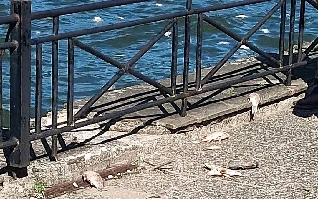 Δημοκράτες Ιωαννίνων: Ζητούν εξηγήσεις για τη διαχείριση και τα αίτια των νεκρών ψαριών στην Παμβώτιδα