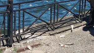 Δημοκράτες Ιωαννίνων: Ζητούν εξηγήσεις για τη διαχείριση και τα αίτια των νεκρών ψαριών στην Παμβώτιδα