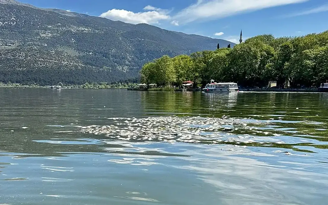 Νεκρά ψάρια στη Λίμνη – Ολοκληρώνεται η απομάκρυνση, προχωρά η καύση τους σε μονάδα της περιοχής