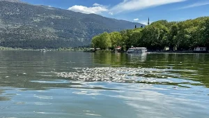 Νεκρά ψάρια στη Λίμνη – Ολοκληρώνεται η απομάκρυνση, προχωρά η καύση τους σε μονάδα της περιοχής