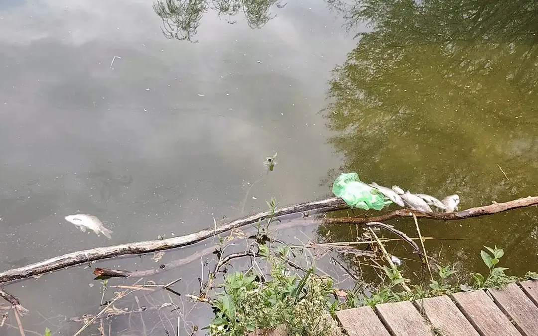 Νεκρά ψάρια στην Παμβώτιδα: Οι αιτίες… κατά Καχριμάνη