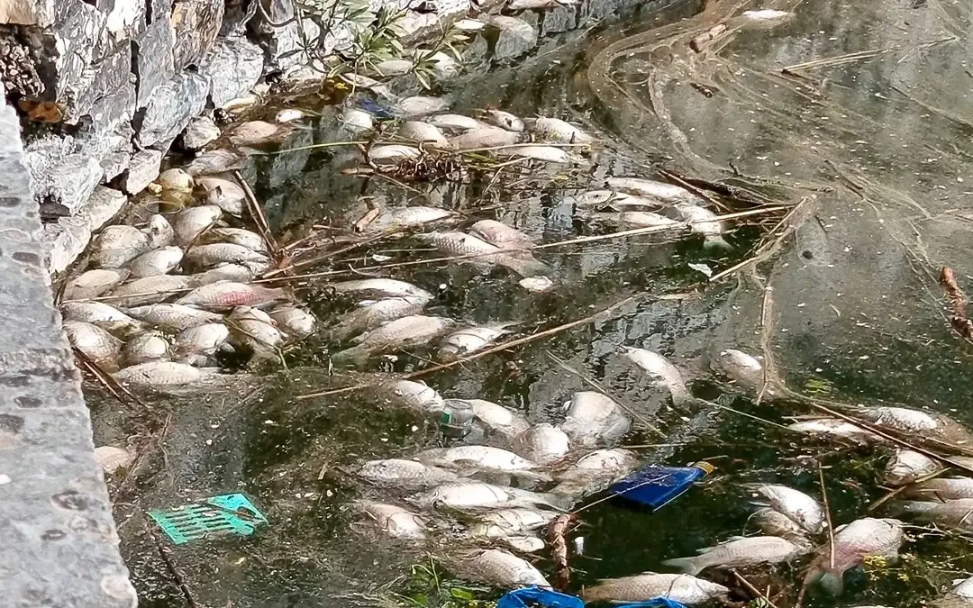 Ιωάννινα: Νεκρά ψάρια στη λίμνη – Πού οφείλεται το φαινόμενο;