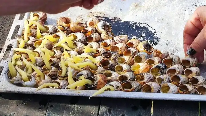 Το άναμμα των σαλιγκαριών στους Βαρυπατάδες της Κέρκυρας