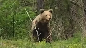 Κόνιτσα: Αρκούδα έκοβε βόλτες στον δρόμο προς το Παλαιοσέλλι (βίντεο)