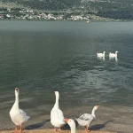 «Μέριμνα»: Καλοκαιρινή γιορτή με θέμα «Στη λίμνη εκεί στα Γιάννενα…»