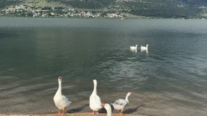 Ήπειρος: Αίθριος καιρός με πιθανές μπόρες στα ορεινά (βίντεο)