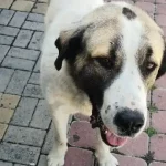 Τι κινδύνους κρύβουν η άνοιξη και το καλοκαίρι για τα κατοικίδια