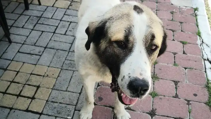 Τι κινδύνους κρύβουν η άνοιξη και το καλοκαίρι για τα κατοικίδια