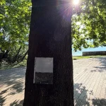 Ιωάννινα: Κάρφωσαν διαφημιστικά φυλλάδια σε πλατάνια στο Πάρκο Κατσάρη – Παρέμβαση Παλάσχα (βίντεο)