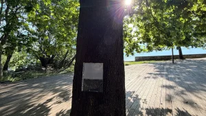 Ιωάννινα: Κάρφωσαν διαφημιστικά φυλλάδια σε πλατάνια στο Πάρκο Κατσάρη – Παρέμβαση Παλάσχα (βίντεο)