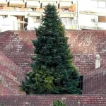 «Τα δέντρα έχουν να μας πουν ιστορίες» – Ένας συμμετοχικός πειραματισμός για τη χωρική-κλιματική δικαιοσύνη ξεκινάει στα Ιωάννινα