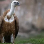 Ζαγόρι: Εναρκτήρια συνάντηση για το διακρατικό έργο LIFE Balkan GriffON