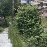 Ιωάννινα: Πεζοδρόμιο «χαμένο» στα χόρτα στην οδό Κυργίου!