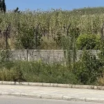 Τα χόρτα αρχίζουν να “πνίγουν” τις νησίδες στα Ιωάννινα