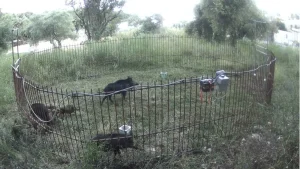 Ε’ ΚΟΗ: Με ασφάλεια μεταφέρθηκαν δεκάδες αγριόχοιροι από την παραλία της Αγίας Παρασκευής Συβότων