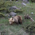 Η άγρια ομορφιά του Γράμμου: Αρκούδα με τα μικρά της (video)
