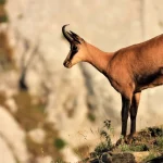 Η Κόνιτσα φιλοξενεί το Διεθνές Συνέδριο για το Βαλκανικό Αγριόγιδο