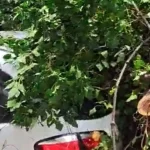Ιωάννινα: Δέντρα καταπλάκωσαν αυτοκίνητο στην οδό Δεξαμενής – Μπουρίνι σάρωσε το λεκανοπέδιο (βίντεο)