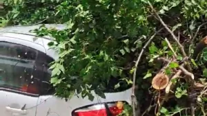 Ιωάννινα: Δέντρα καταπλάκωσαν αυτοκίνητο στην οδό Δεξαμενής – Μπουρίνι σάρωσε το λεκανοπέδιο (βίντεο)