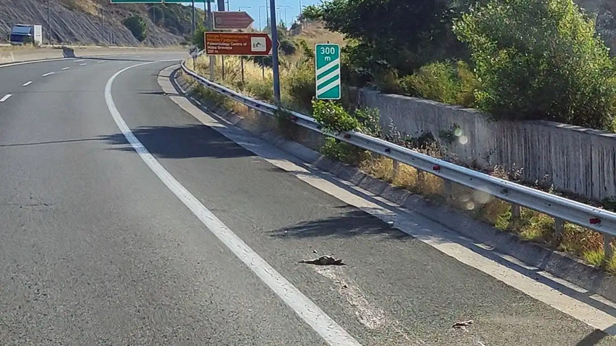 Εγνατία Οδός: Πουλερικά σκορπισμένα σε δεκάδες χιλιόμετρα
