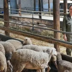 Θέση εργασίας για ζωοτέχνη από τον Γ.Α.Σ.Ι. «Ένωση αγροτών»