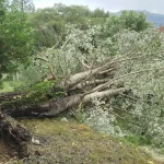 Ισχυρό μπουρίνι χτύπησε το Καλέντζι Ιωαννίνων – Ζημιές σε κηπευτικά, πτώσεις δέντρων και κλαδιών (βίντεο)