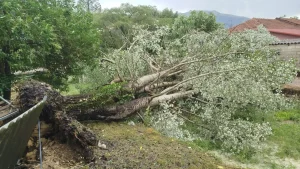 Ισχυρό μπουρίνι χτύπησε το Καλέντζι Ιωαννίνων – Ζημιές σε κηπευτικά, πτώσεις δέντρων και κλαδιών (βίντεο)