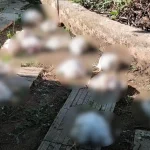 Σε απόγνωση οι κάτοικοι στον κάμπο Πεδινής Ιωαννίνων: Άγρια ζώα αφανίζουν κοτέτσια και καλλιέργειες (βίντεο)
